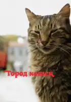  Город кошек смотреть онлайн (2016) 