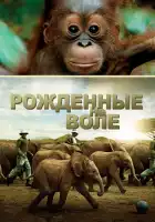  Рожденные на воле смотреть онлайн (2011) 