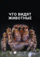 смотреть онлайн Что видят животные (2018) бесплатно в HD 